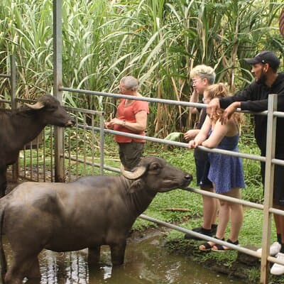 Costa Rica Descents Organic Farm photo 4