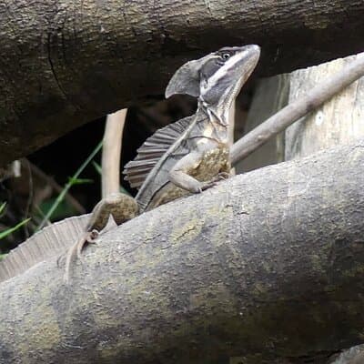 Jungle Safari in Playa Samara photo 2