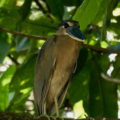 Jungle Safari in Playa Samara photo 3