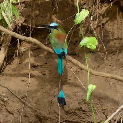 Jungle Safari in Playa Samara photo 5