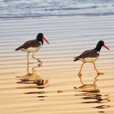 Black Bellied