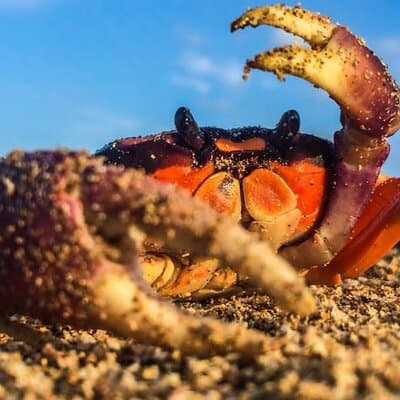 Earth Crab