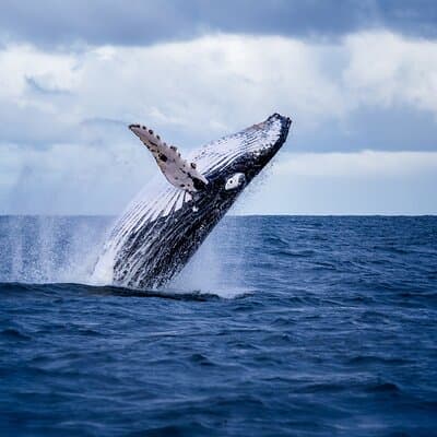 Whales, turtles and dolphins are some of the wild life you can spot on the tour