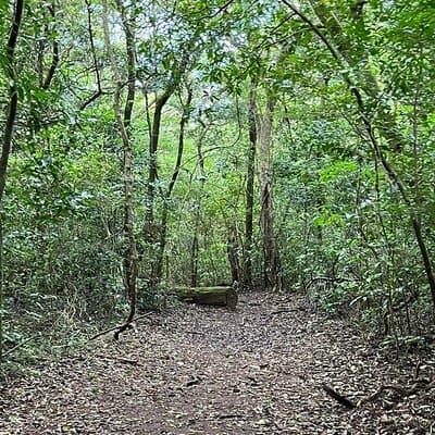 Great trail to walk carefully through the rainforest and feel nature.