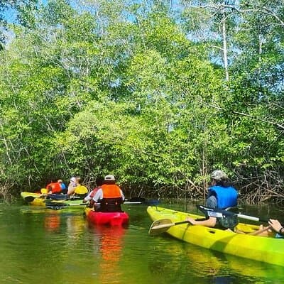 Mangrove Tamarindo
