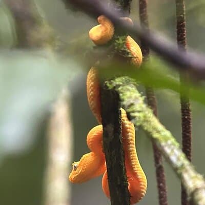 Arenal Full Day Tour photo 4