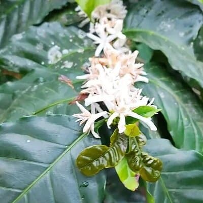 Cultural: Coffee & Chocolate Tour+Wildlife Trail+Waterfall Swim photo 4