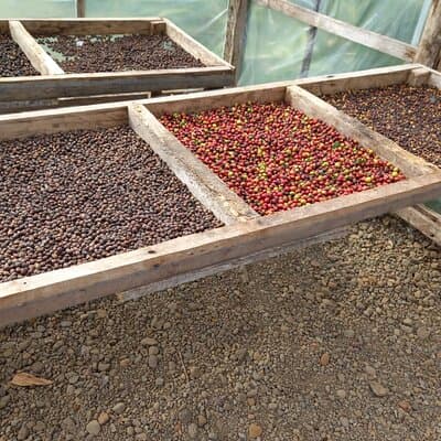 Cultural: Coffee & Chocolate Tour+Wildlife Trail+Waterfall Swim photo 2