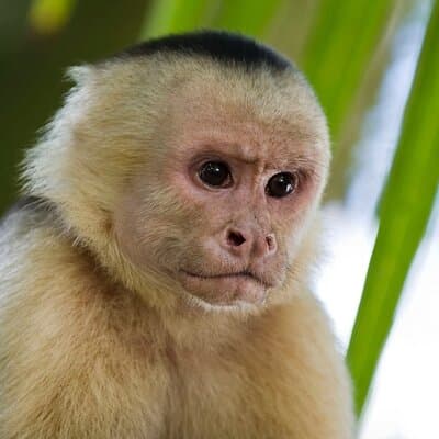 Guanacaste Rainforest Safari with Meal photo 2