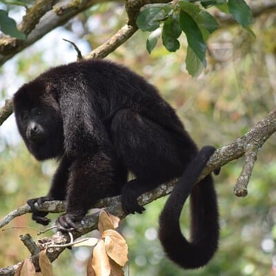 Guanacaste Rainforest Safari with Meal photo 3