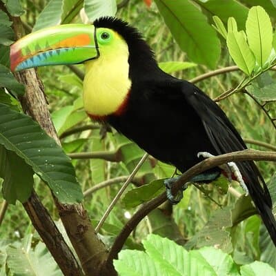 Guanacaste Rainforest Safari with Meal photo 4