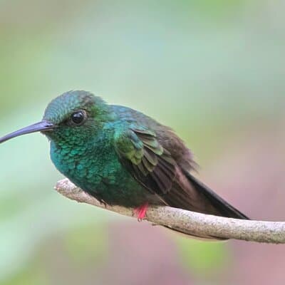 Hummingbird