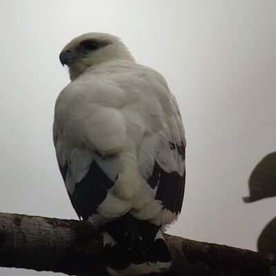 White Hawk