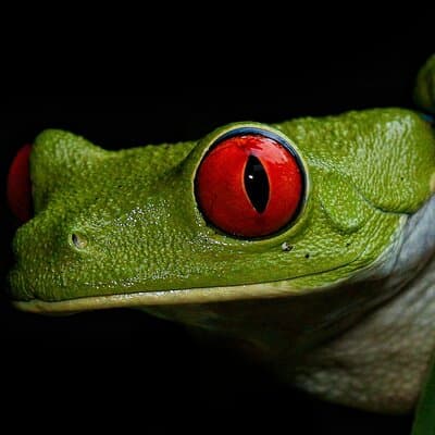 Tour and Night Walk La Fortuna photo 2