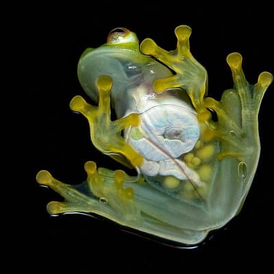 A glass frog on a glass