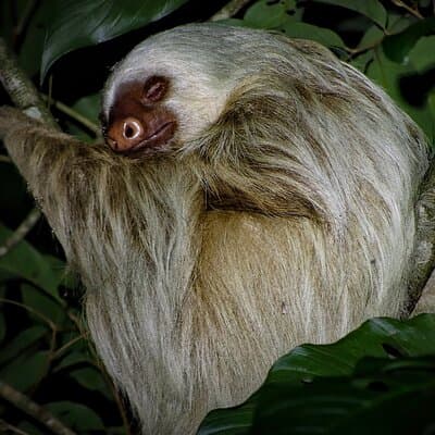 Two-toed sloth rested after a meal