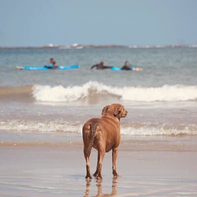 Private Tamarindo Costa Rica Surfing Class photo 3