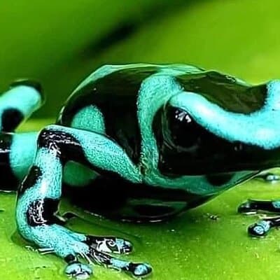Rainforest Wildlife & Waterfall Combo Tour photo 5