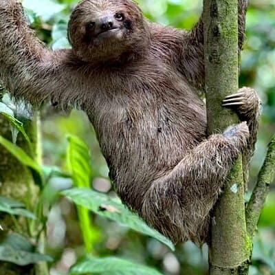 Rainforest Wildlife & Waterfall Combo Tour photo 4