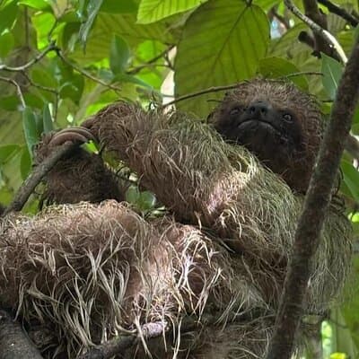 Rainforest Wildlife & Waterfall Combo Tour photo 2