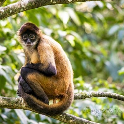 Tenorio Rainforest Hanging Bridges, waterfall and Sloth Encounter photo 5
