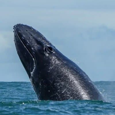 Whale Watching Tour, Dolphins & Snorkeling – Uvita, Costa Rica photo 2