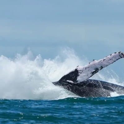 Whale Watching Tour, Dolphins & Snorkeling – Uvita, Costa Rica photo 3