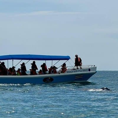 Whale Watching Tour, Dolphins & Snorkeling – Uvita, Costa Rica photo 4
