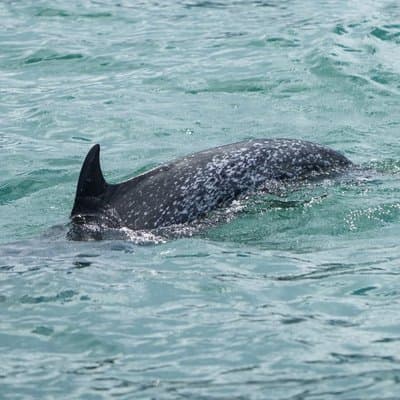 Whale Watching Tour, Dolphins & Snorkeling – Uvita, Costa Rica photo 5