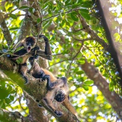 Rincon de la vieja Volcano Hike, Oropendola Waterfall, Hot Springs & Lunch Combo photo 5