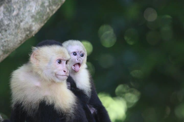 Manuel Antonio National Park Guided Tour with ticket option
