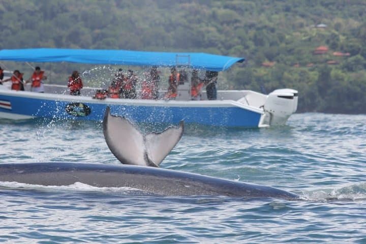 Whale Watching Tour, Dolphins & Snorkeling – Uvita, Costa Rica